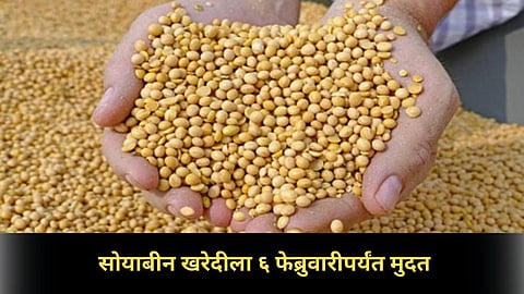 Soybean Procurement