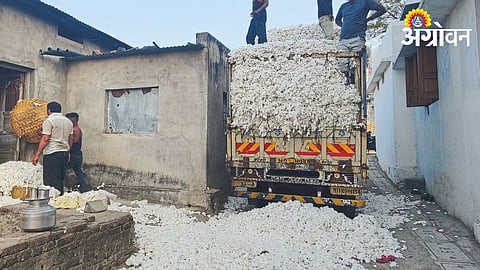 Cotton 