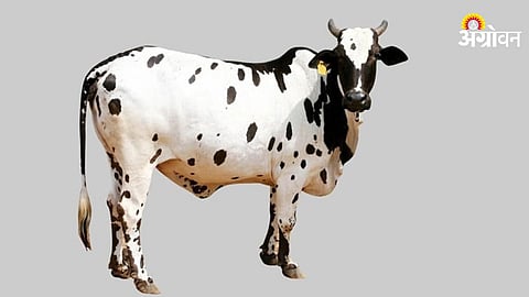 Dangi Cow
