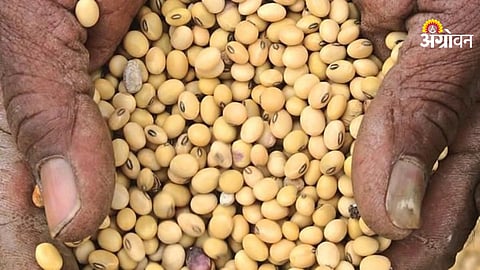Soybean