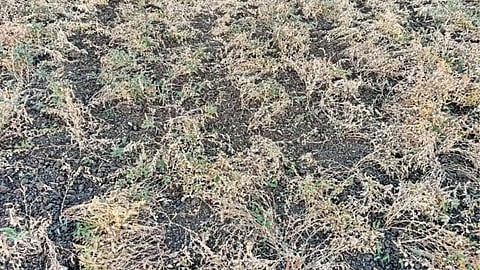 Wild Animal Crop Damage 