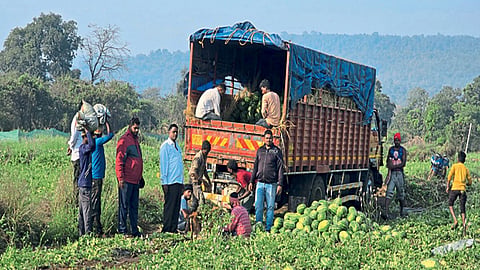 Watermelon Export : रायगडचे कलिंगड आता दुबईच्या बाजारपेठेत 