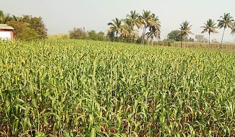 Crisis Jowar Crop