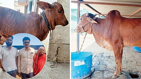Indigenous Cow 
