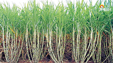 Sugarcane 
