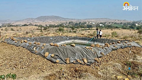 Tree Plantation