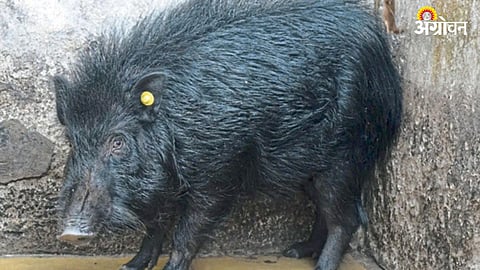 Karakambi Pig