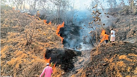 Forest Fire 