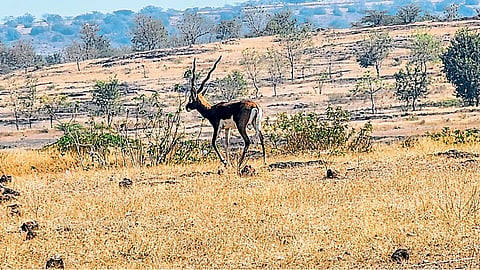 Deer Herd 