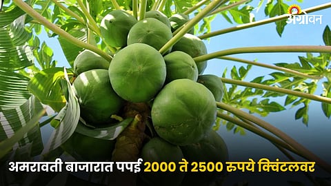 Papaya