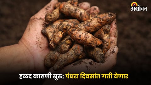 Turmeric