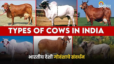 Desi Cows