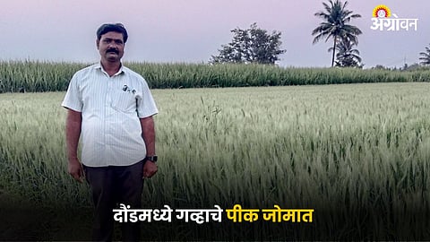 Wheat Farming