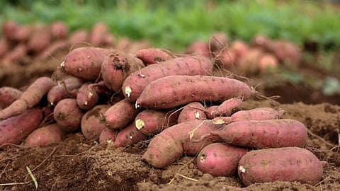 Sweet Potato Health Benefits 