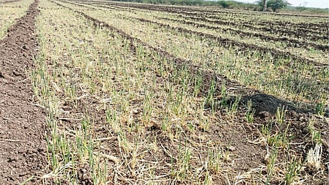 Wild Animal Crop Damage 