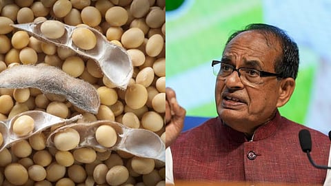 Soybean Procurement
