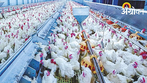 Poultry industry reforms in Haryana