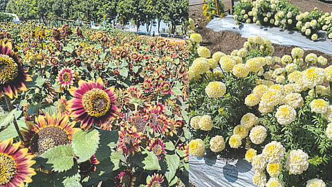 Ornamental Sunflower, white Marigold 