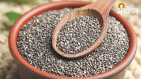 Chia Seed 