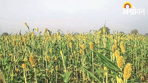 Jowar Cultivation