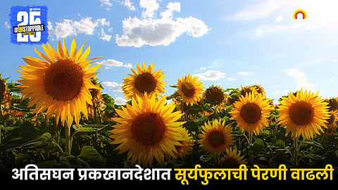 Sunflower