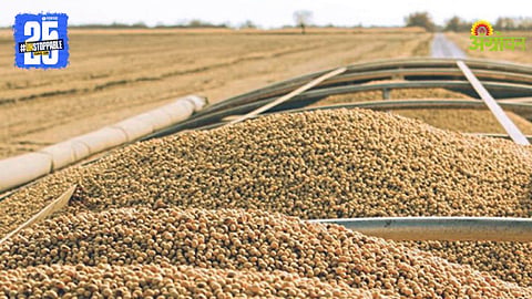 Soybean Market 
