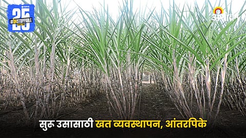 Sugarcane Farming