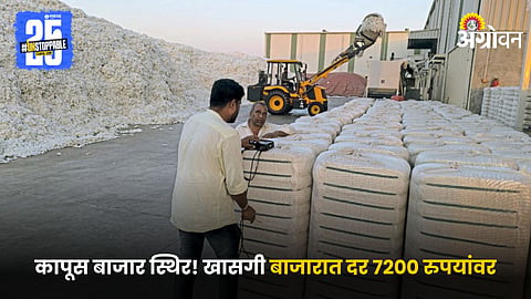 Cotton Market