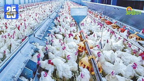 Poultry Disease