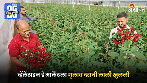 Rose Farming
