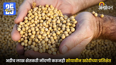 Soybean