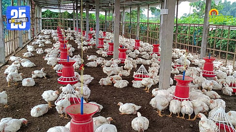 Poultry Diseases