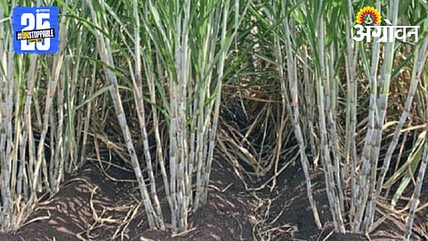 Sugarcane Phule 13007 Variety 