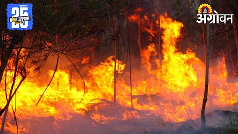 Forest Fire 