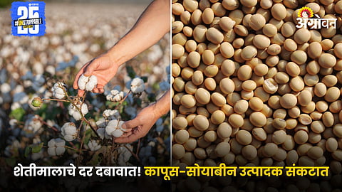 Cotton and Soybean