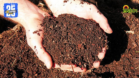 Vermicompost 