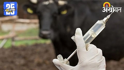 FMD Vaccination 