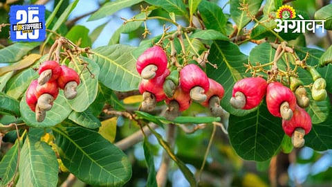 Cashew Crop 