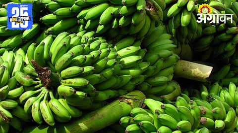 Banana Procurement