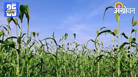 Jowar Farming 