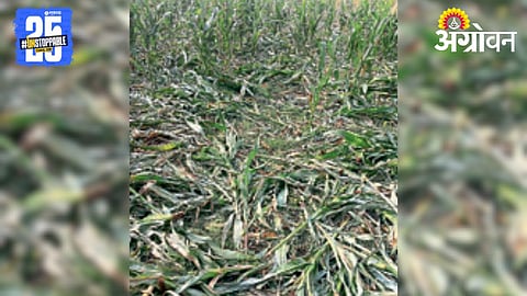 Wild Animal Crop Damage 