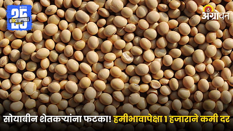 Soybean