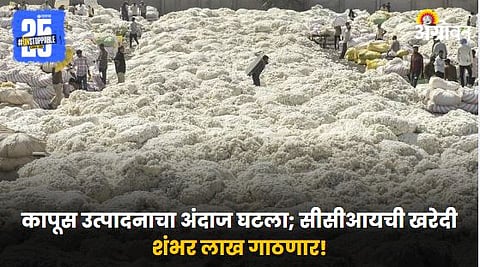 Cotton Market