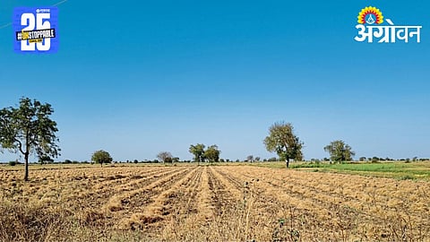 Chana Cultivation 