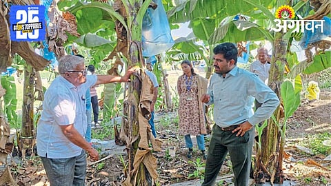 Banana Cultivation 