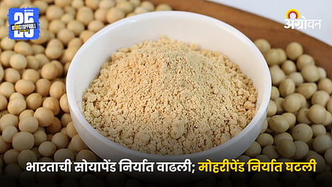 Soya Meal 