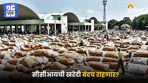 Cotton Market