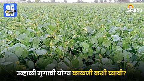 Moong Farming