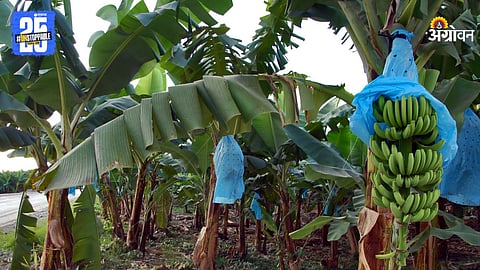 Crop Fertilizer Management 