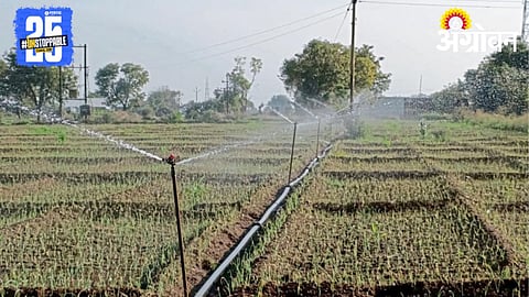 Onion Cultivation 